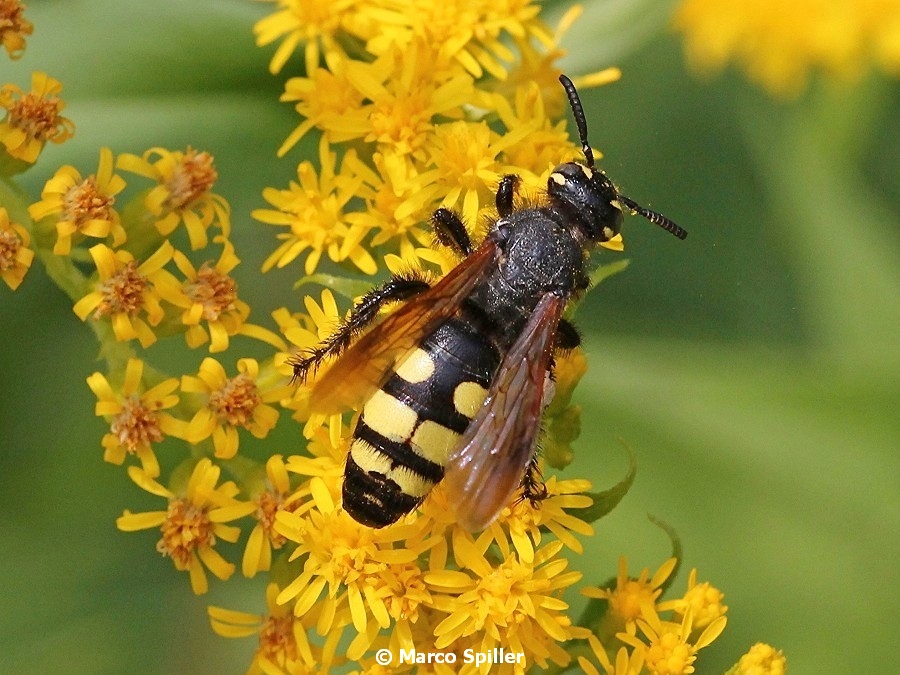 Colpa sexmaculata, femmina (Scoliidae)